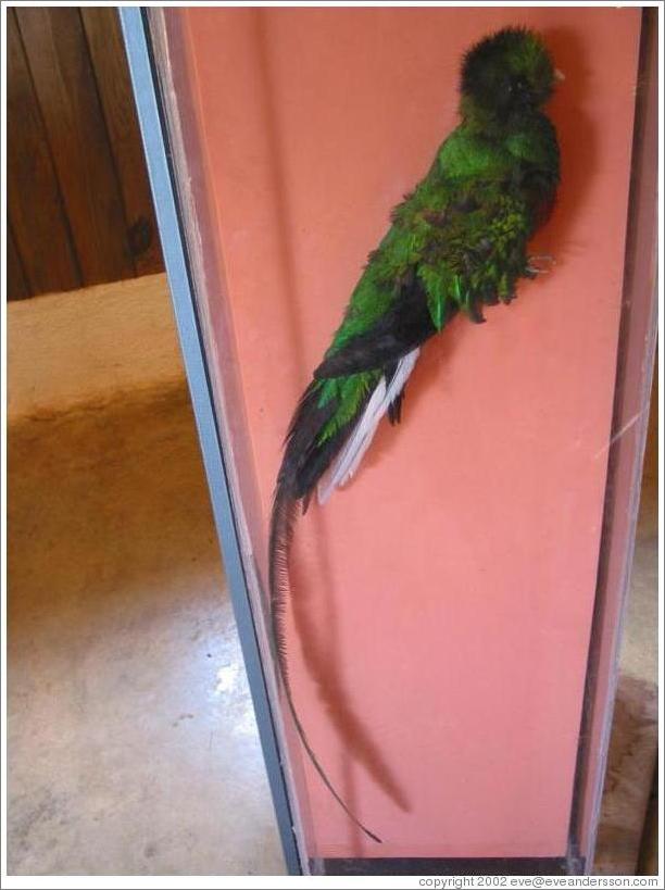 Stuffed quetzal, Biotopo del Quetzal.