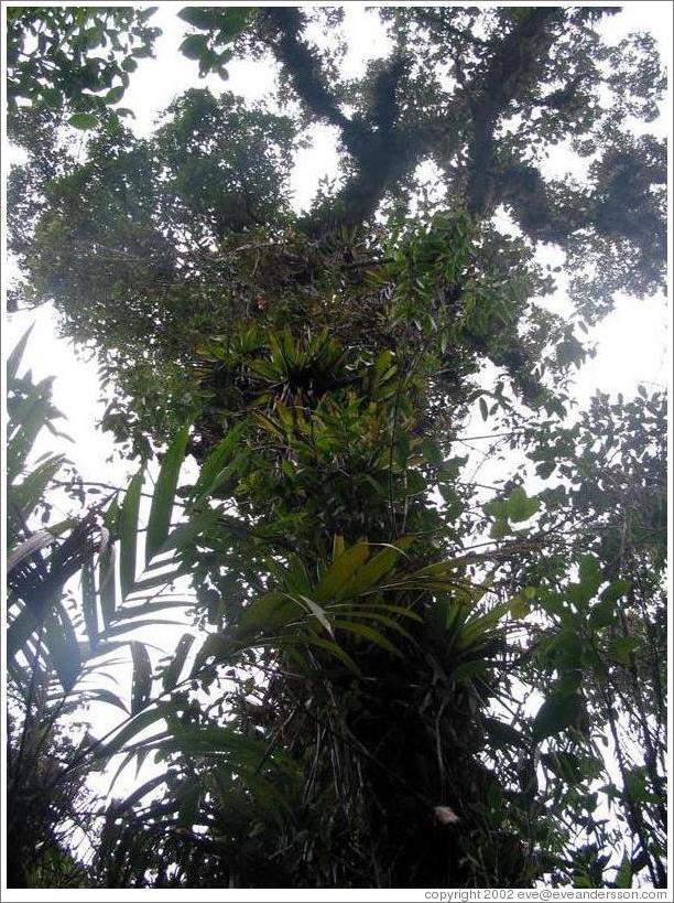 Tree covered with plants, Biotopo del Quetzal.