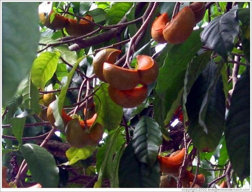 Fruits growing at the Casa d'Acu&ntilde;a.