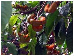 Fruits growing at the Casa d'Acu&ntilde;a.