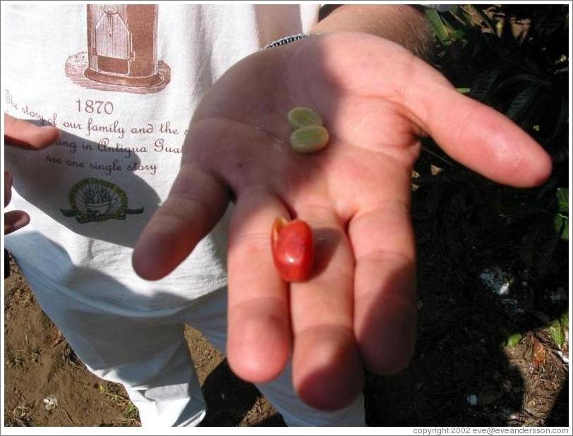 Filadelfia Coffee Estate.  The inside of a coffee bean.