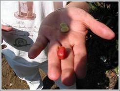 Filadelfia Coffee Estate.  The inside of a coffee bean.