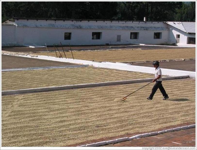 Filadelfia Coffee Estate.  Drying the coffee in the sun.