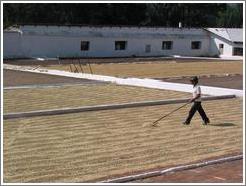 Filadelfia Coffee Estate.  Drying the coffee in the sun.