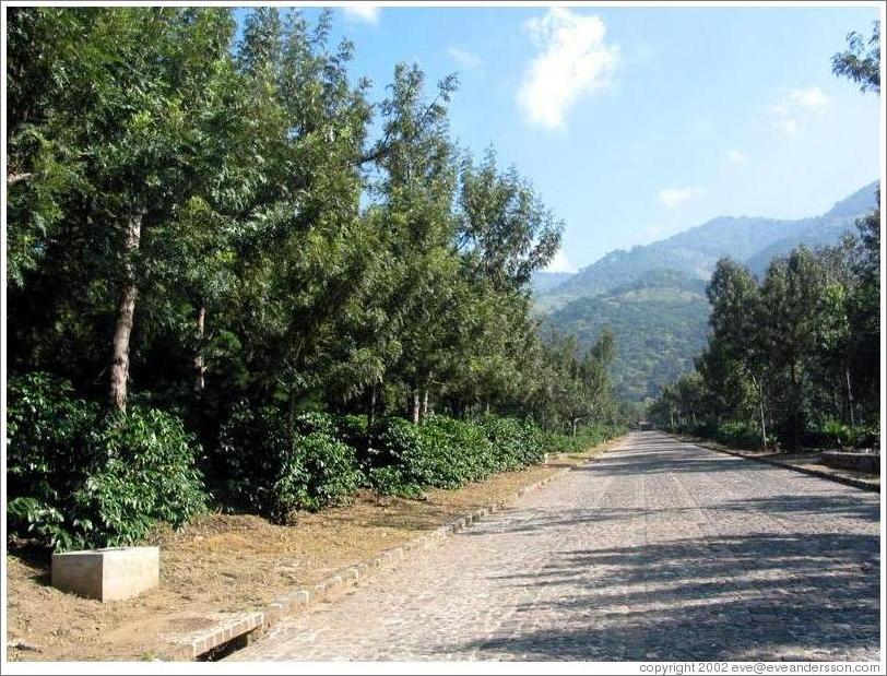 Filadelfia Coffee Estate.  Coffee trees.