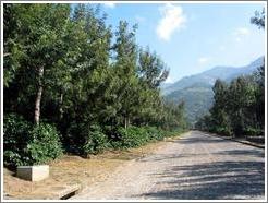 Filadelfia Coffee Estate.  Coffee trees.