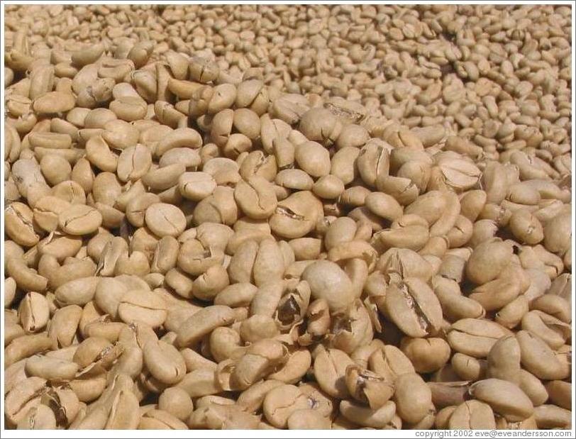 Filadelfia Coffee Estate.  Drying coffee beans.