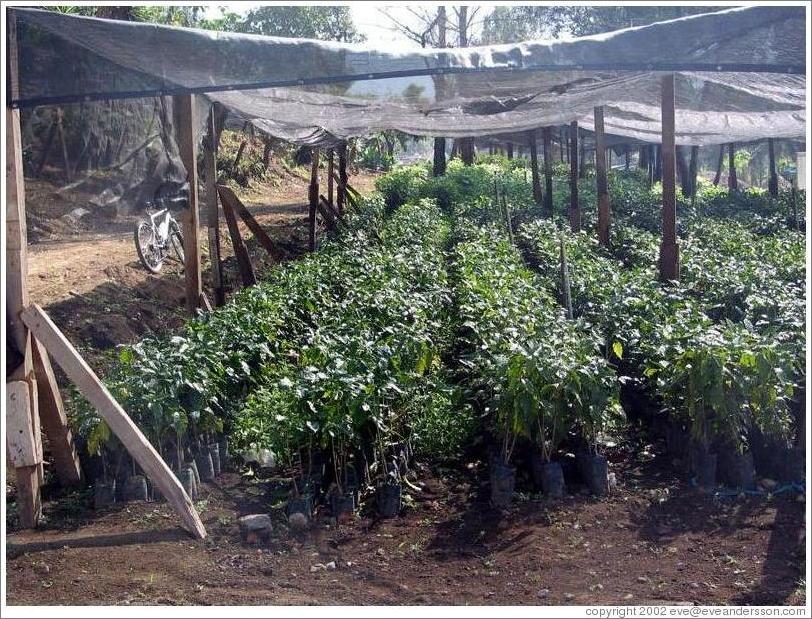 Filadelfia Coffee Estate.  Plant nursery.