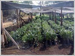 Filadelfia Coffee Estate.  Plant nursery.