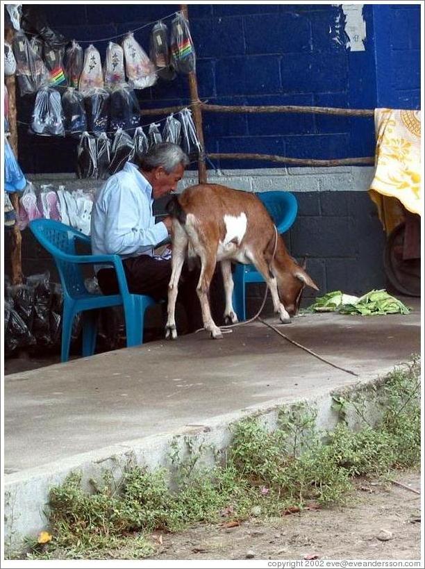 Man and goat.