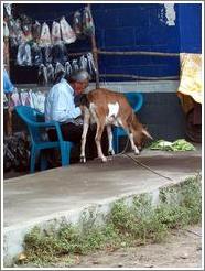 Man and goat.