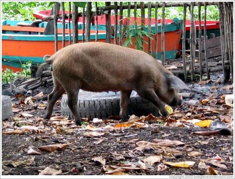 Pig and boats.