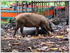 Pig and boats.