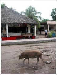 Pig crossing street.