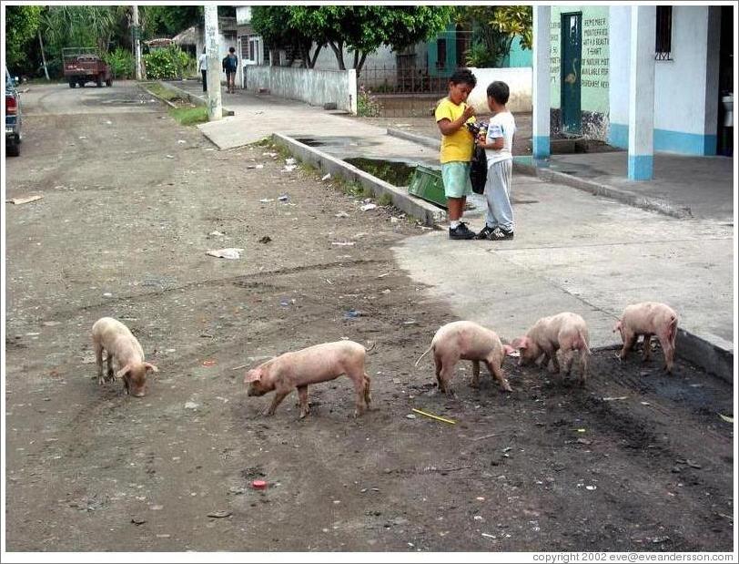 Pigs and kids on the main street.