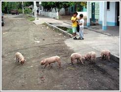 Pigs and kids on the main street.