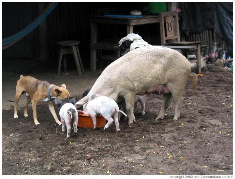 Pigs and dog eating.