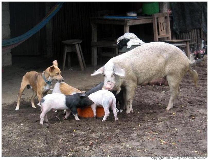 Pigs and dog eating.