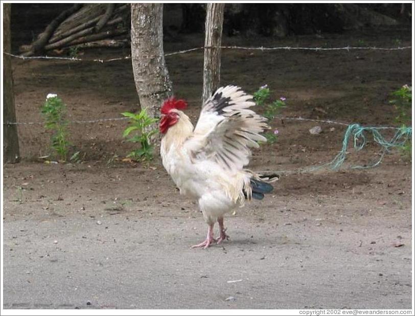 Rooster.