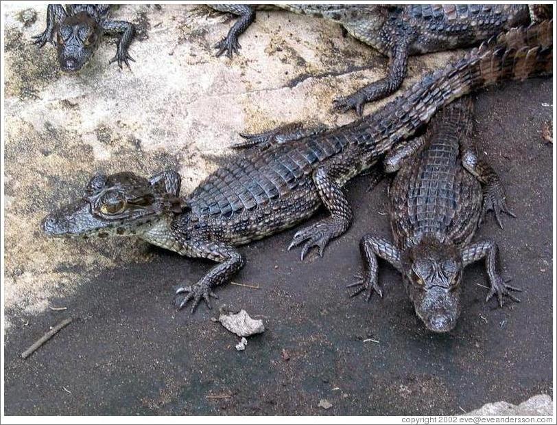 Animal sanctuary.  Baby caimanes.