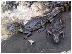 Animal sanctuary.  Baby caimanes.