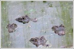 Animal sanctuary.  Eyes of caimanes.