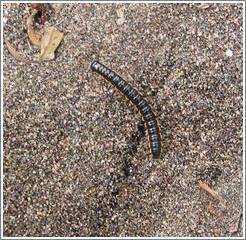 Animal sanctuary.  Centipede.