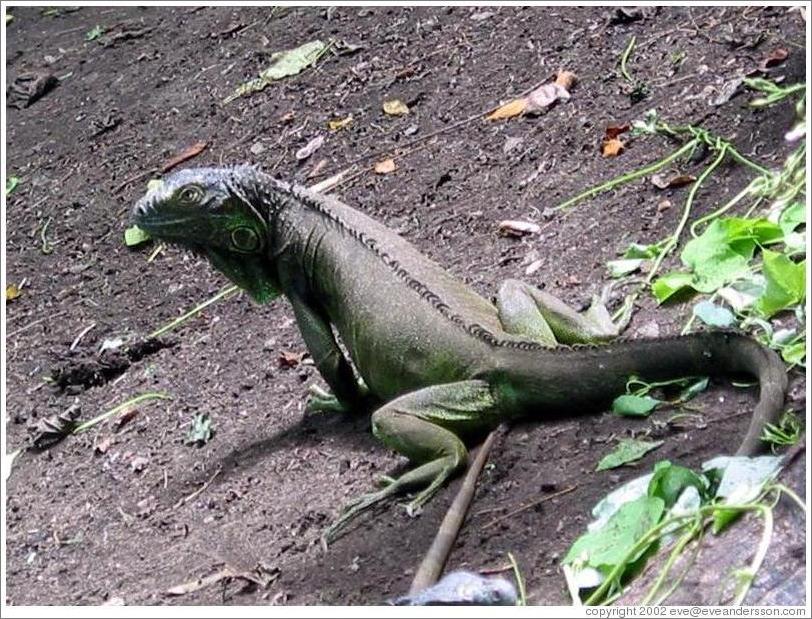 Animal sanctuary.  Iguana.