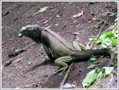 Animal sanctuary.  Iguana.