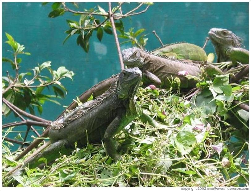 Animal sanctuary.  Iguanas.