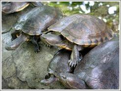 Animal sanctuary.  Turtles.