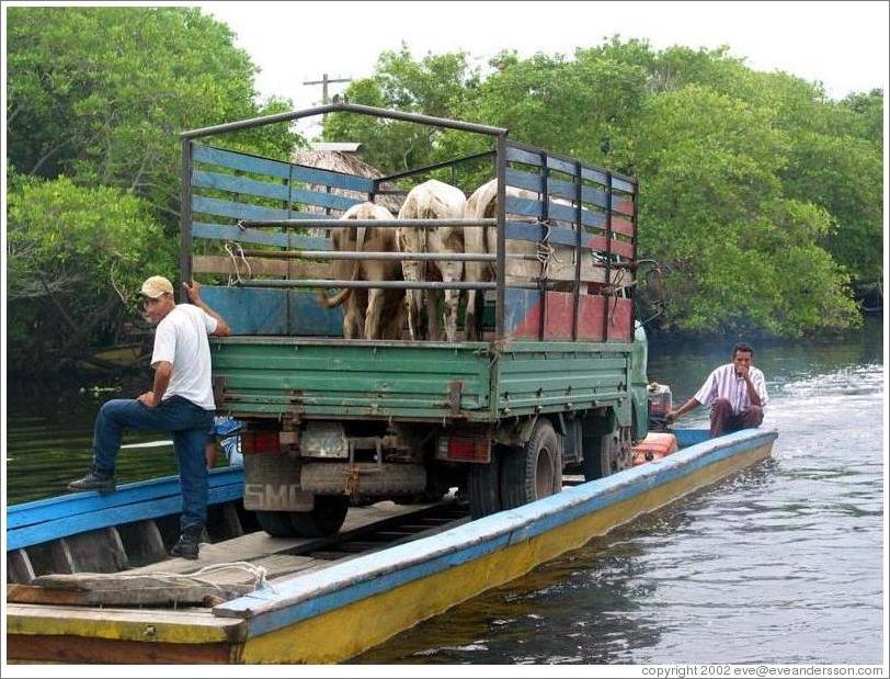 Cows in truck in the mangrove swamp.
