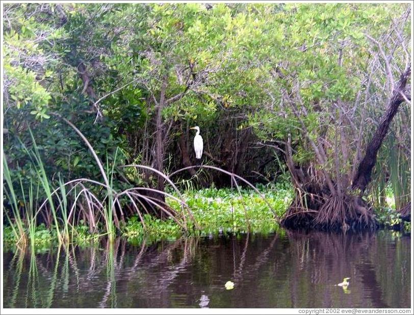 White bird in the mangrove swamp.