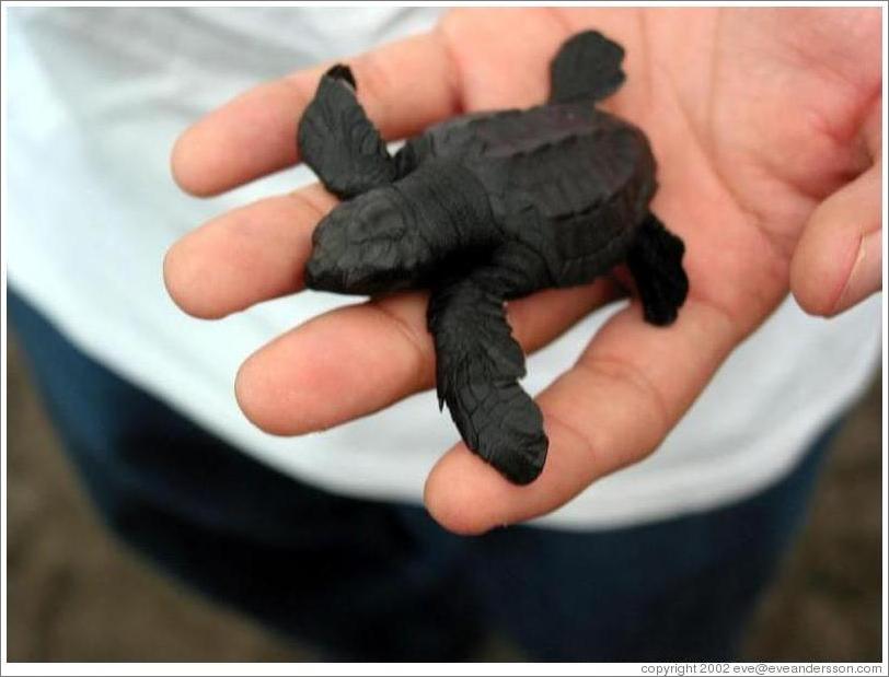 Baby turtle.