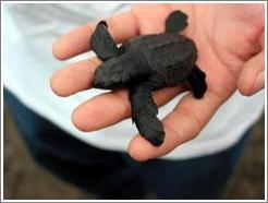 Baby turtle.