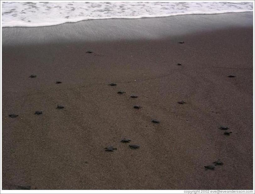 Baby turtles making their way to sea.