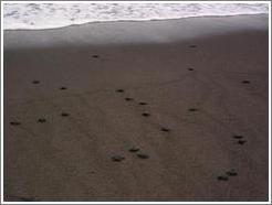 Baby turtles making their way to sea.