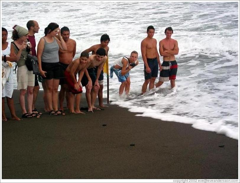 People watching the baby turtles making their way to sea.