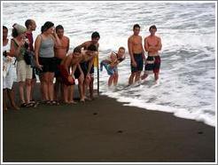 People watching the baby turtles making their way to sea.