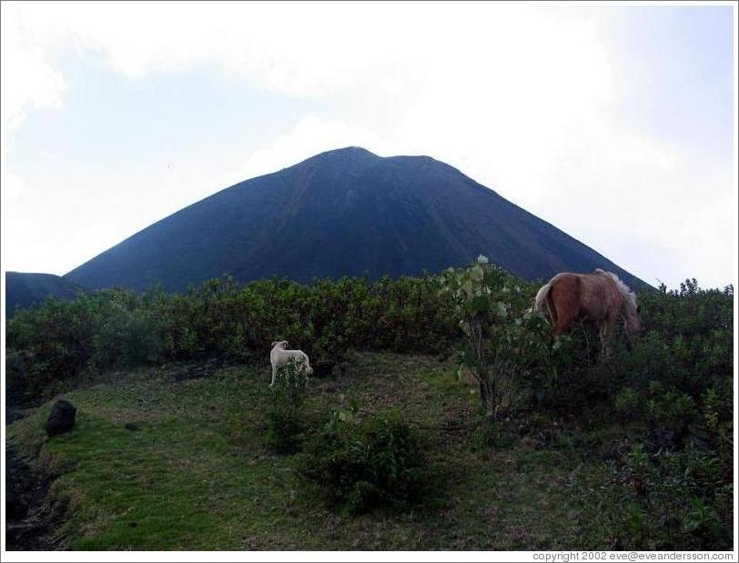 Horse and dog.