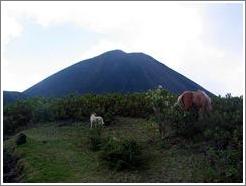 Horse and dog.