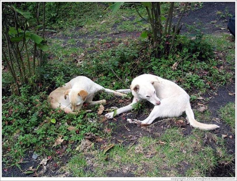 Two dogs, suffering from fleas.