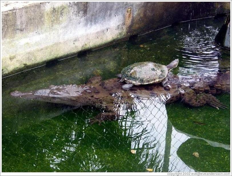 Turtle sitting on back of crocodile.