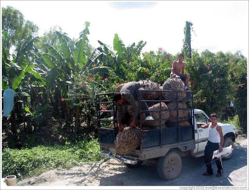 Boys loading truck in front of banana trees.