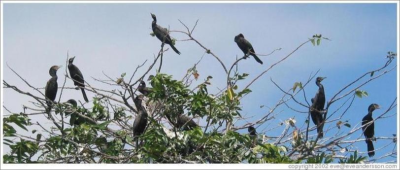 Bird island.