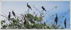 Bird island.