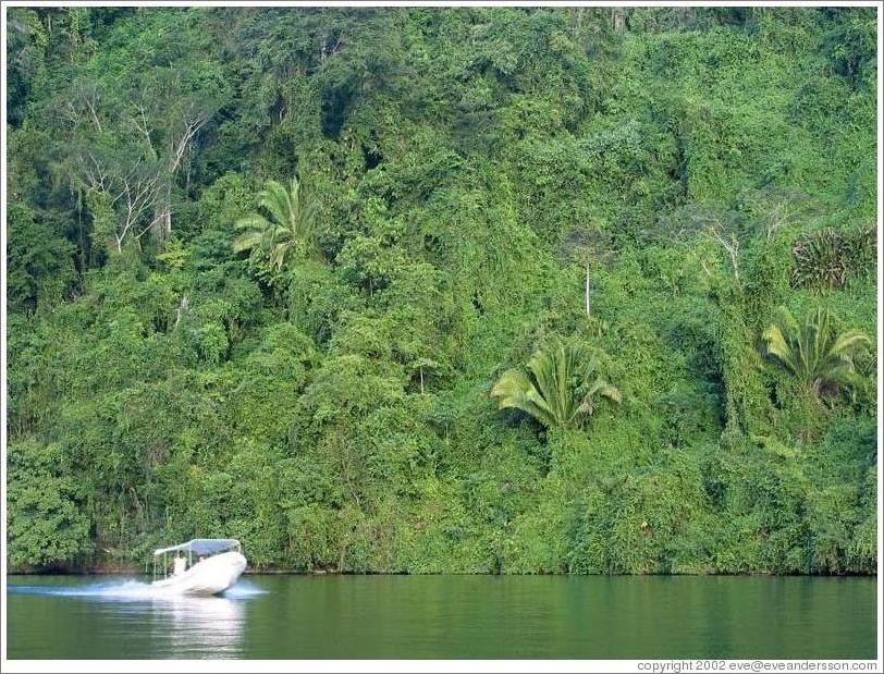 Boat and lush vegetation.