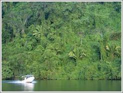 Boat and lush vegetation.