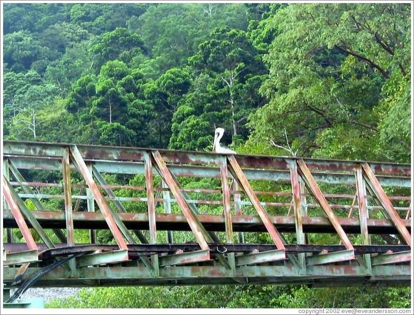 Bridge and bird.