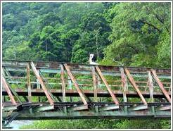 Bridge and bird.